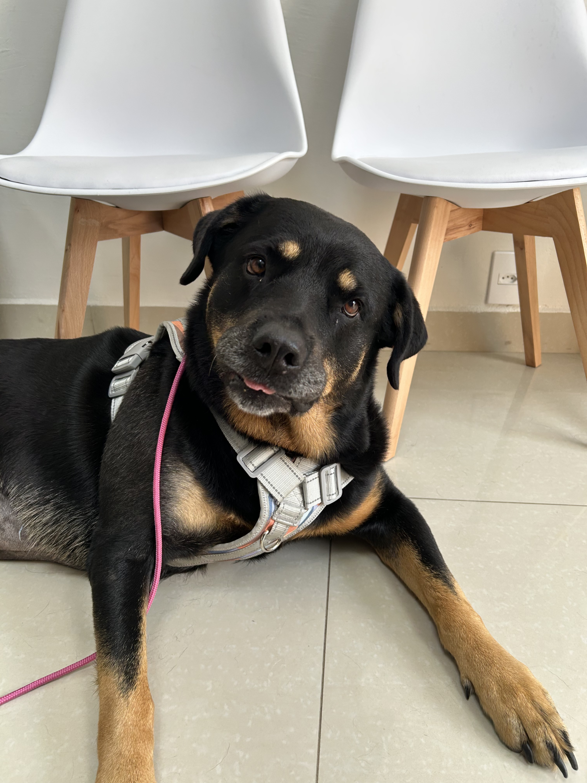 Cachorro feliz em um momento de cuidado na Lúmia