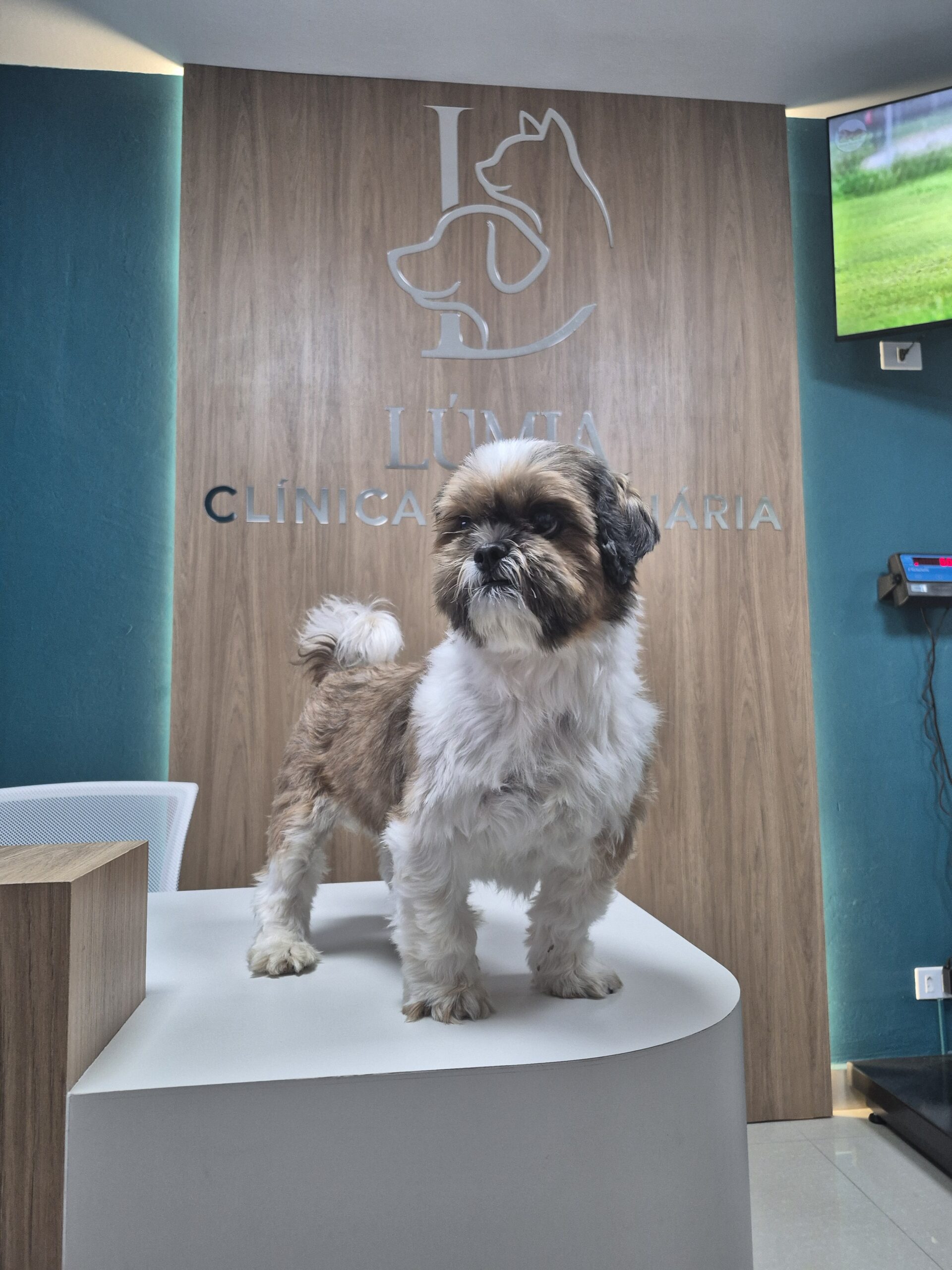 Cão recebendo atenção carinhosa durante atendimento