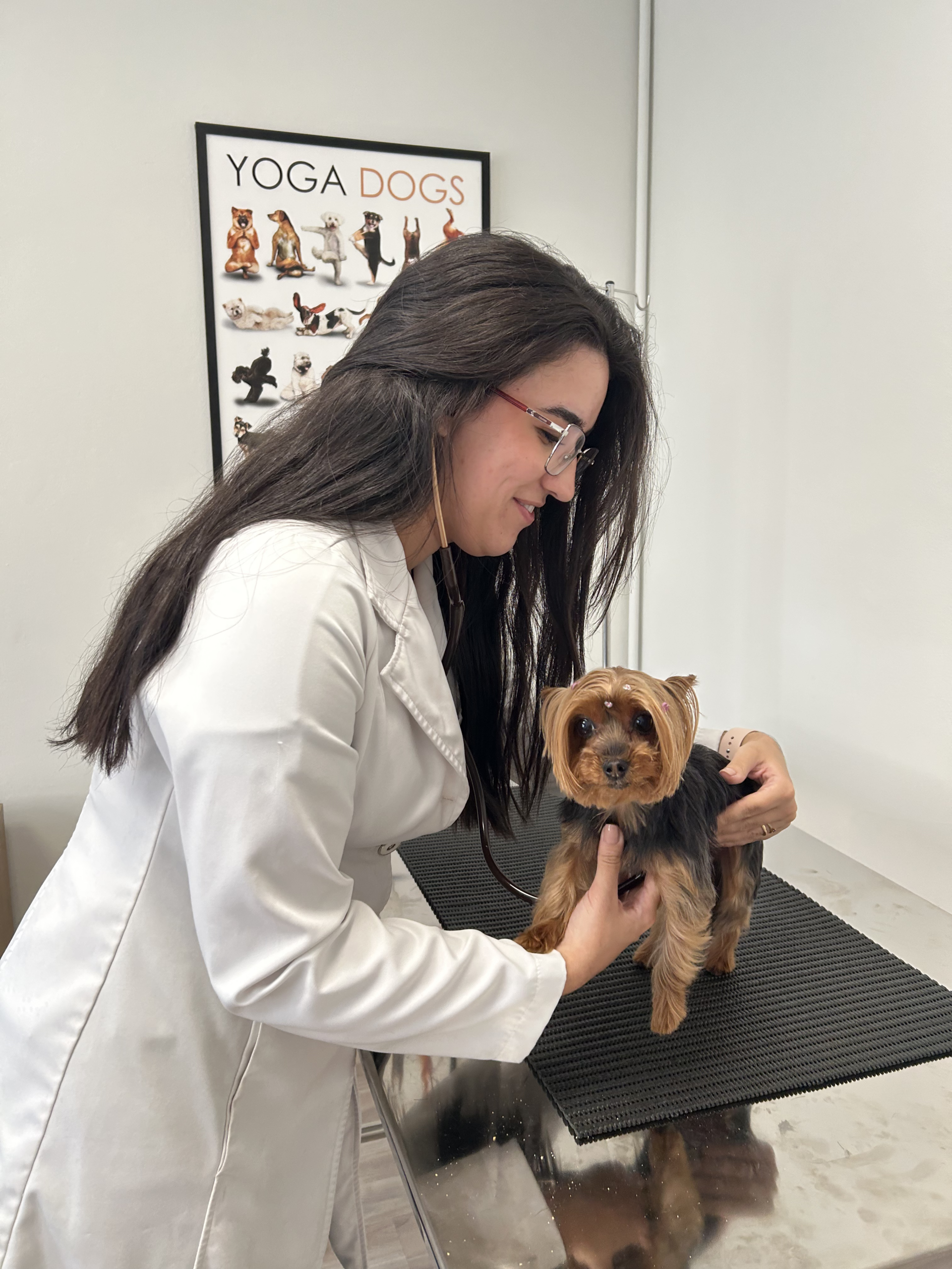 Gato curioso durante uma visita à clínica veterinária