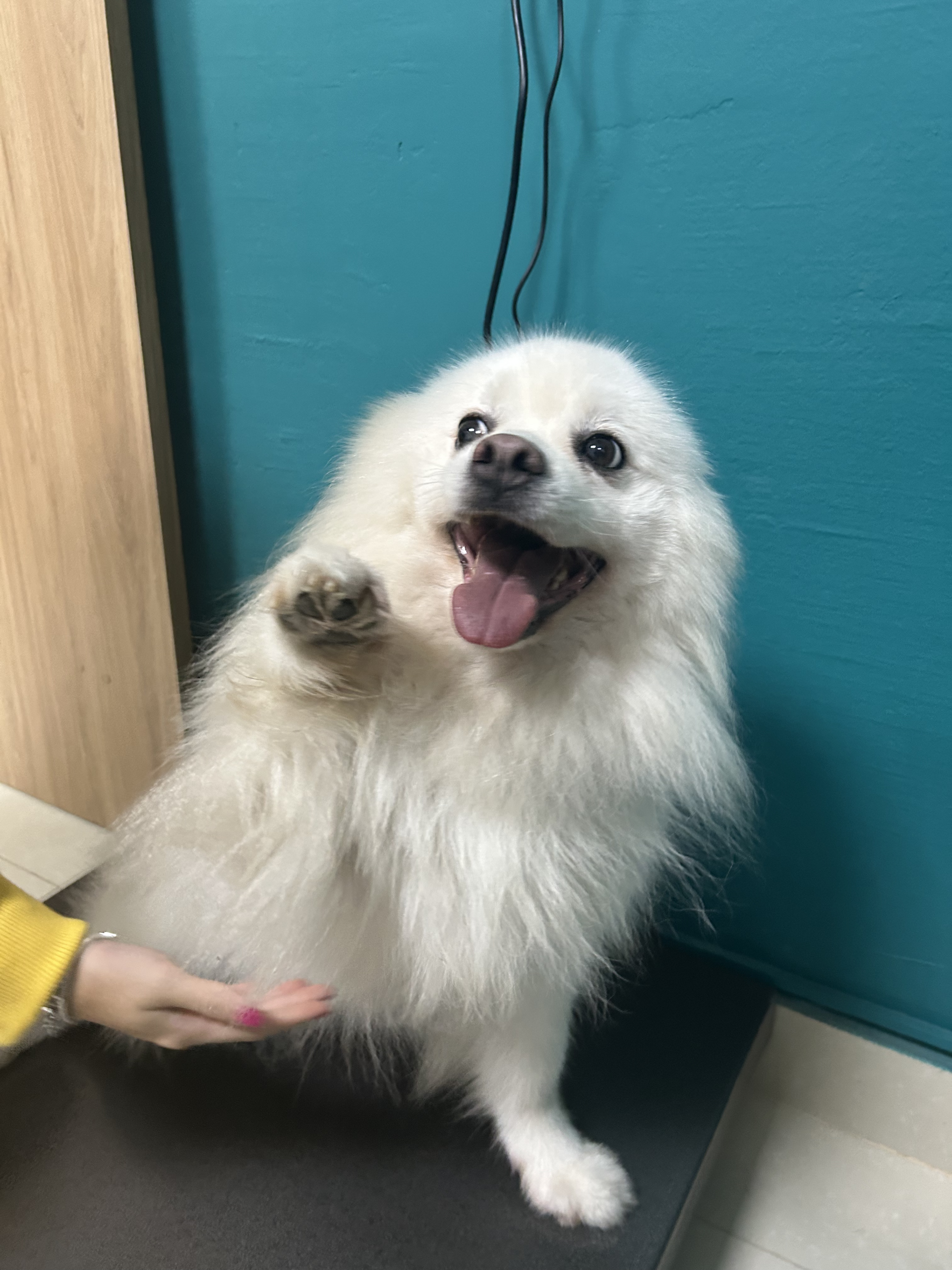 Pet saudável e contente após acompanhamento veterinário